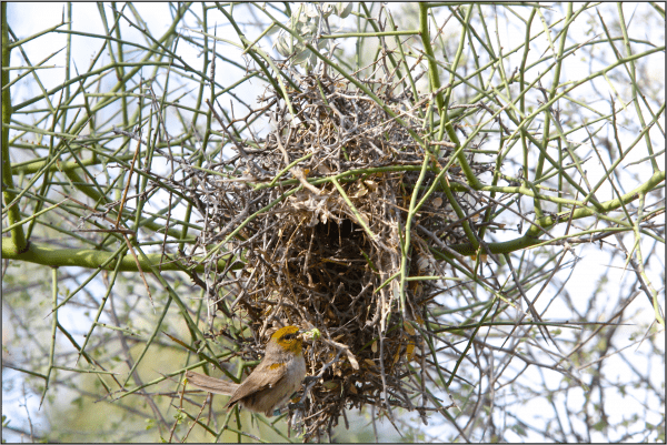 A female verdin at her nest, eating.