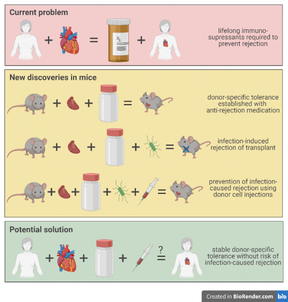 A schematic of the problem of transplant rejection, mouse-model discoveries, and potention translated solution in humans.