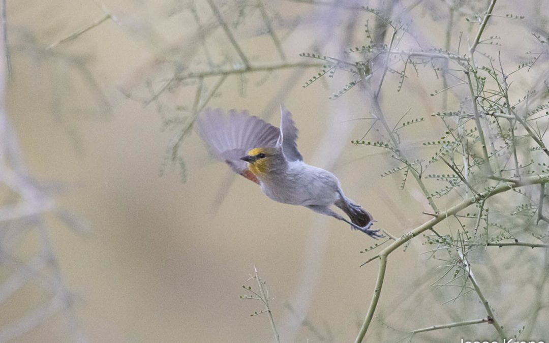 A songbird’s “whistle” calls UChicago researchers to the desert
