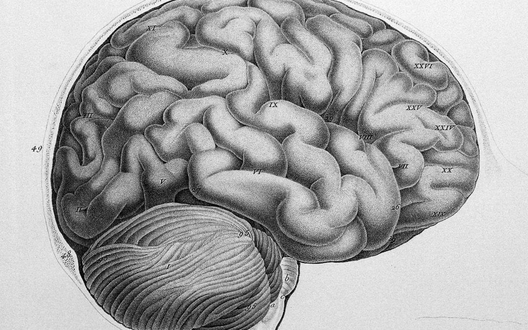 Old medical drawing of the brain