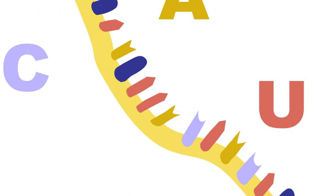 Drawing of an RNA strand.